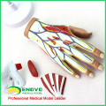 MUSCLE08 (12031) Menschliche Hand Anatomie Muskel 4-Teile Medical Education Model 12031